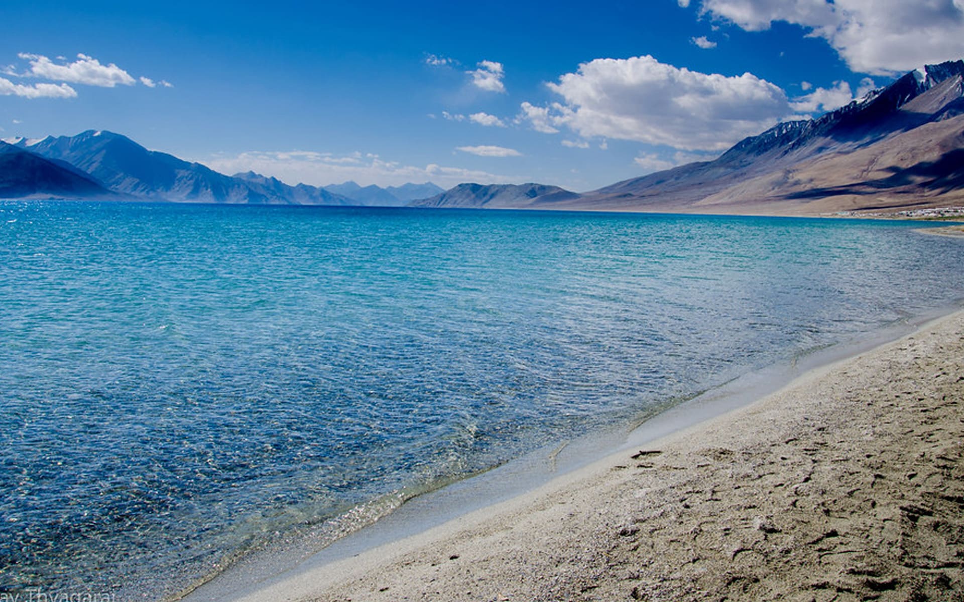 Pangong Nest